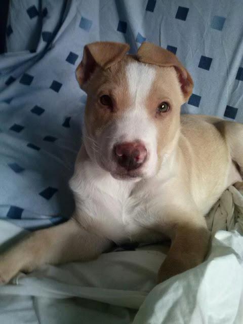 CANIJO, cachorrito de dos meses y medio de tamaño mediano - Madrid - URGENTE!!!