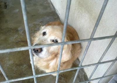 Perrina de 16 años y golden viejito abandonados en la perrera. (Toledo)