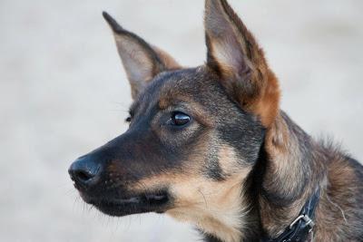 LEO. MESTIZO DE PASTOR BELGA DE CINCO MESES. MADRID. URGENTE!!