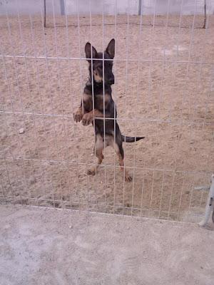 LEO. MESTIZO DE PASTOR BELGA DE CINCO MESES. MADRID. URGENTE!!