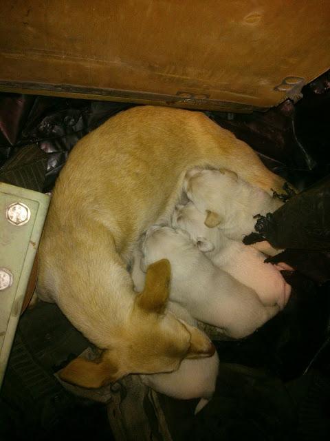 Mama bodeguera y sus 4 cachorros, viviendo en una barril de una nave¡¡‏ MUY URGENTE!!