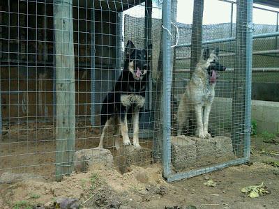 Dos pastoras belgas, con solo 6 meses, van a la perrera. (Cadiz)