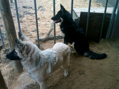 Dos pastoras belgas, con solo 6 meses, van a la perrera. (Cadiz)