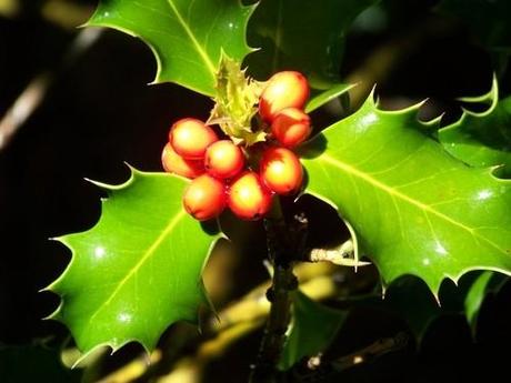 Por qué decoramos la casa con muérdago en Navidad