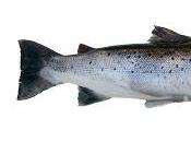 Ensalada Salmón Recetas Light Pasta