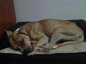 NUESTRA NALA NECESITA, está enferma residencia!!! S.O.S PERRERA BADAJOZ