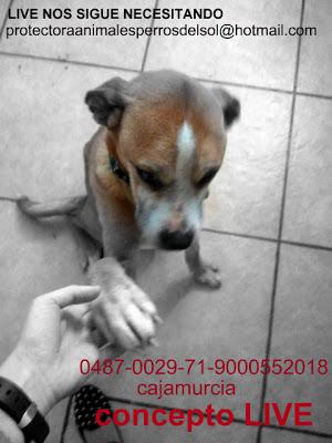 AYUDA la estaban dejando morir de hambre. (Murcia)