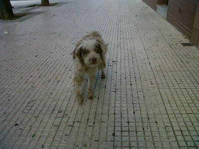 MIRAD A ESTE POBRE DESVALIDO!! Perro con sarna en un pueblo de Huelva