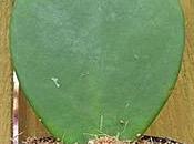 Hoya kerrii Planta corazón