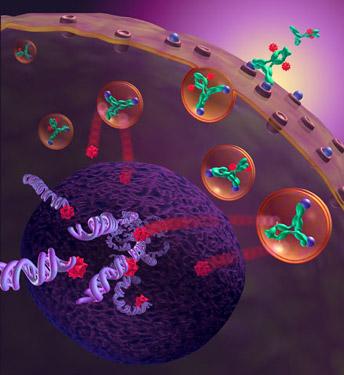 Novedosa Terapia Genomica contra el Cancer