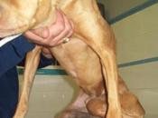 Podenco columna deformada