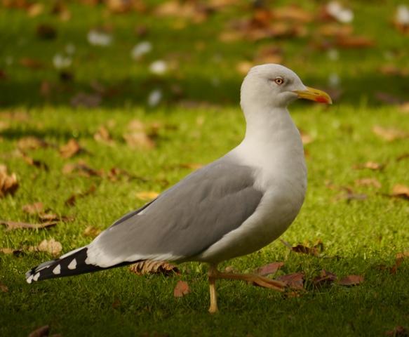 Gaviota patiamarilla: anillas, edades...