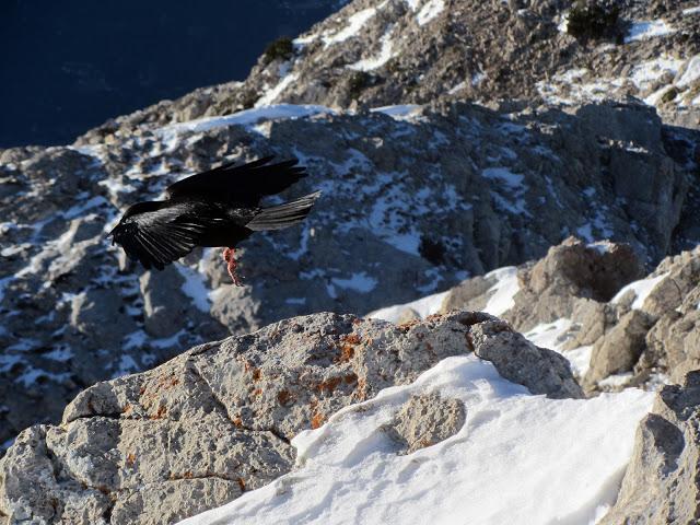 PARKA CON CAPUCHA Y PELO