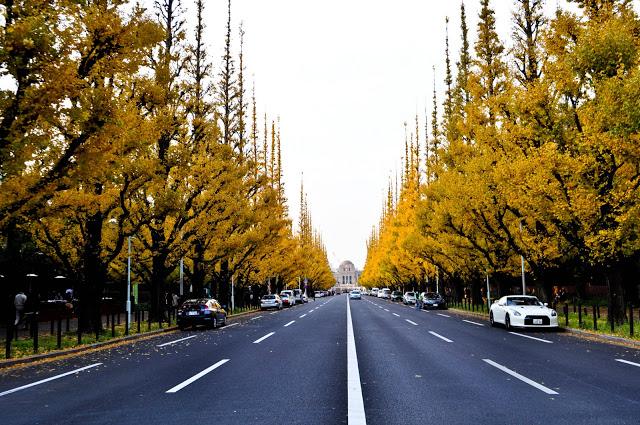 La Avenida de los Ginkgo, el Icho Namiki