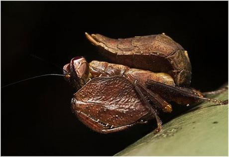 5 de las Mantis más bonitas del planeta
