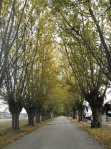 Radio Te Encontraré, programa 5: “cómo funciona la Plataforma Niños Robados”