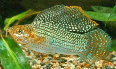 Sabias que los Peces homosexuales son más atractivos para las hembras ?