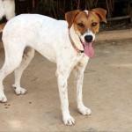 La buena de Lola te necesita. (Sevilla)