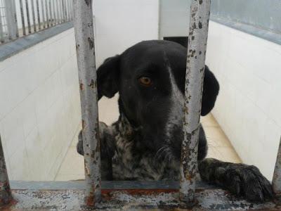 URGENTE!!! SACRIFICAN 20 DICIEMBRE. Ocho perritos buenísimos, sanos, nobles y sobre todo INOCENTES!!! S.O.S PERRERA BADAJOZ.