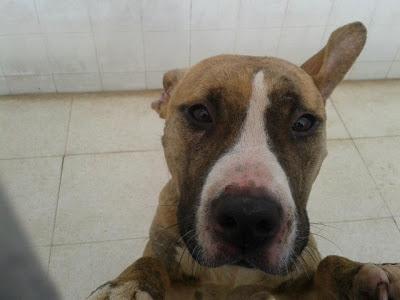 URGENTE!!! SACRIFICAN 20 DICIEMBRE. Ocho perritos buenísimos, sanos, nobles y sobre todo INOCENTES!!! S.O.S PERRERA BADAJOZ.