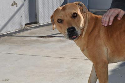 URGENTE!!! SACRIFICAN 20 DICIEMBRE. Ocho perritos buenísimos, sanos, nobles y sobre todo INOCENTES!!! S.O.S PERRERA BADAJOZ.