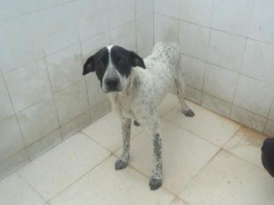 URGENTE!!! SACRIFICAN 20 DICIEMBRE. Ocho perritos buenísimos, sanos, nobles y sobre todo INOCENTES!!! S.O.S PERRERA BADAJOZ.