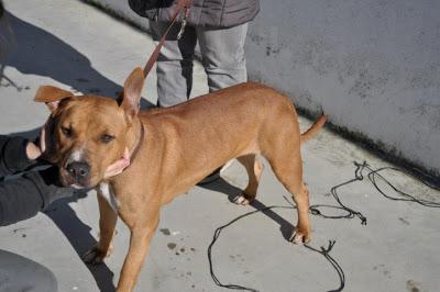 URGENTE!!! SACRIFICAN 20 DICIEMBRE. Ocho perritos buenísimos, sanos, nobles y sobre todo INOCENTES!!! S.O.S PERRERA BADAJOZ.