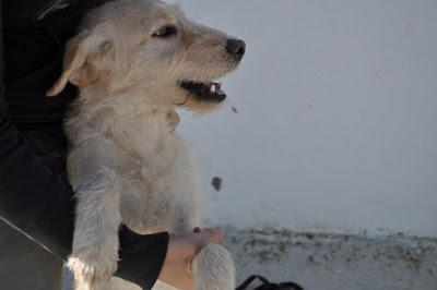 URGENTE!!! SACRIFICAN 20 DICIEMBRE. Ocho perritos buenísimos, sanos, nobles y sobre todo INOCENTES!!! S.O.S PERRERA BADAJOZ.