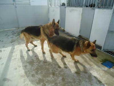 URGENTE!!! SACRIFICAN 20 DICIEMBRE. Ocho perritos buenísimos, sanos, nobles y sobre todo INOCENTES!!! S.O.S PERRERA BADAJOZ.