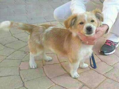 MUY URGENTE!!! PERRITO DE 6 MESES ENCONTRADO EN CARTAGENA.