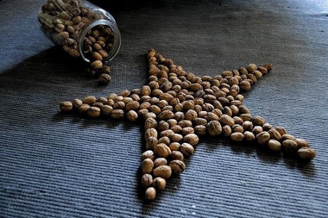 Un árbol muy especial