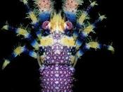 langostas bellas mundo: Galathea pilosa