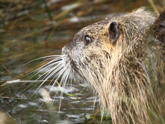 AVES NATURALMENTE- BIRDS NATURALLY