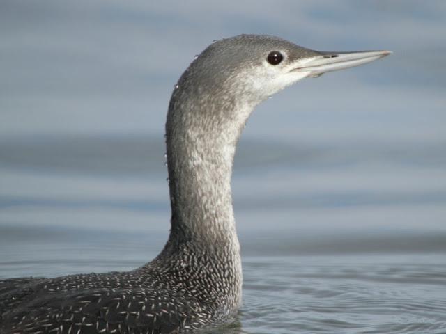 AVES NATURALMENTE- BIRDS NATURALLY