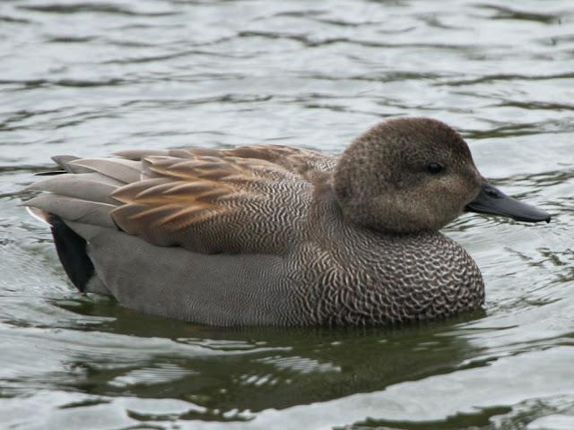 AVES NATURALMENTE- BIRDS NATURALLY