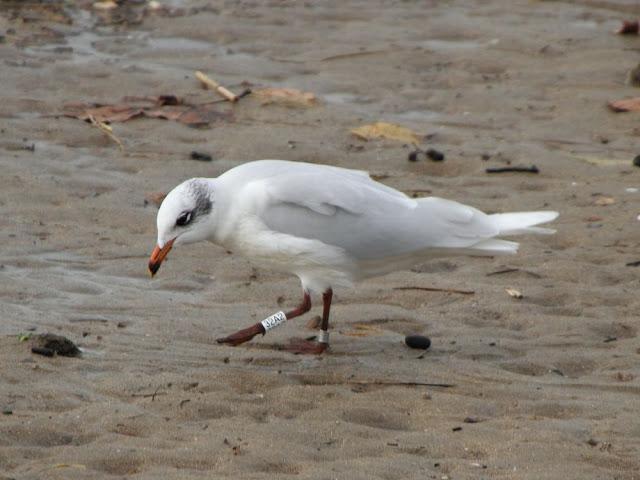 AVES NATURALMENTE- BIRDS NATURALLY