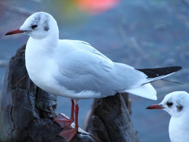 AVES NATURALMENTE- BIRDS NATURALLY