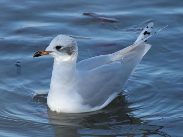 AVES NATURALMENTE- BIRDS NATURALLY