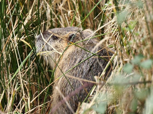 AVES NATURALMENTE- BIRDS NATURALLY