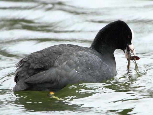 AVES NATURALMENTE- BIRDS NATURALLY