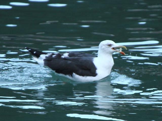 AVES NATURALMENTE- BIRDS NATURALLY