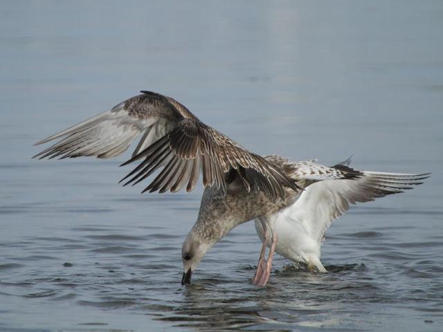 AVES NATURALMENTE- BIRDS NATURALLY