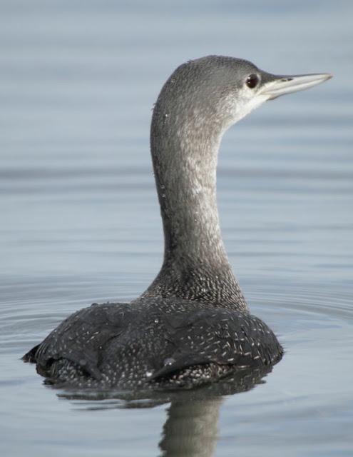 AVES NATURALMENTE- BIRDS NATURALLY
