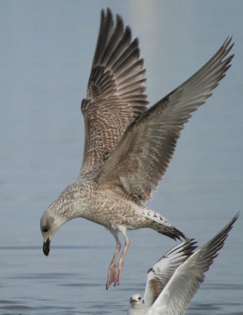 AVES NATURALMENTE- BIRDS NATURALLY