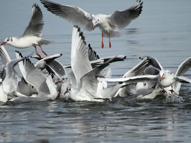 AVES NATURALMENTE- BIRDS NATURALLY