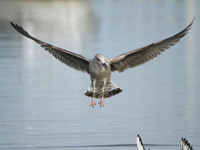 AVES NATURALMENTE- BIRDS NATURALLY