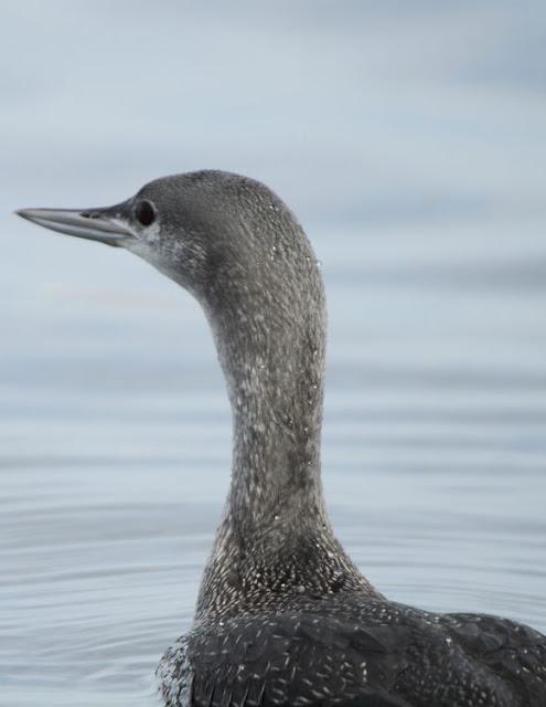 AVES NATURALMENTE- BIRDS NATURALLY