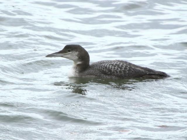 AVES NATURALMENTE- BIRDS NATURALLY