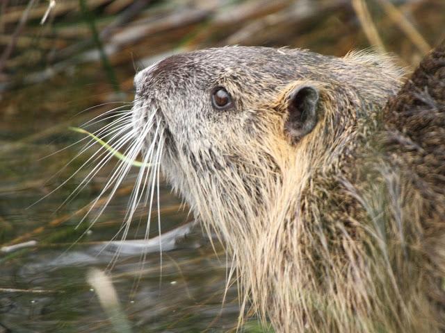 AVES NATURALMENTE- BIRDS NATURALLY