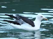 Aves naturalmente- birds naturally